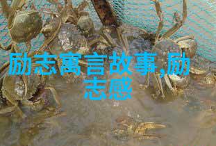 运动巨星的传奇征程体育名人成长历程