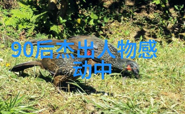 感恩身边人的经典语录心灵的温暖生活的精彩