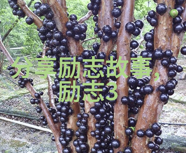 跨文化奋斗的奇迹来自中国和世界的励志故事合集