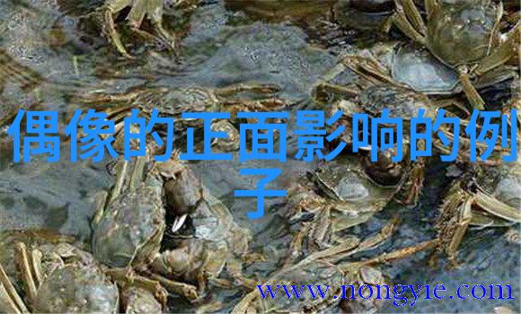 奥普拉温弗瑞成功女王的崛起
