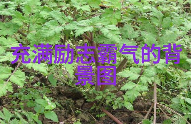 偶像的力量素材名人 - 李宁逆袭之王的飞跃故事